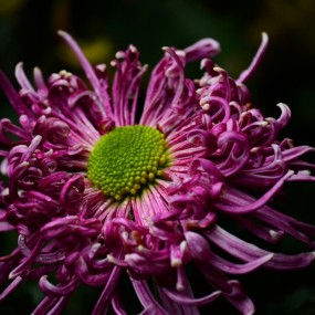 菊花
