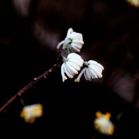 初春花开
