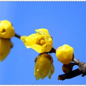 腊梅花