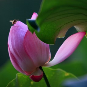 拍荷