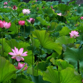 莲湖荷花