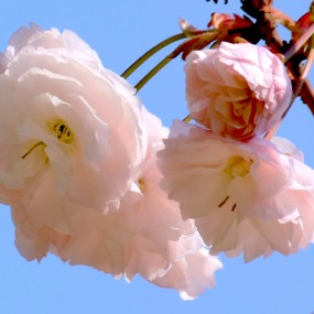 樱花（续）