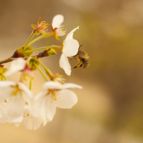 青龙寺拍花