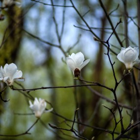 玉兰花