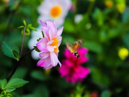 植物园拍花花