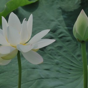 华阴万亩莲蓬