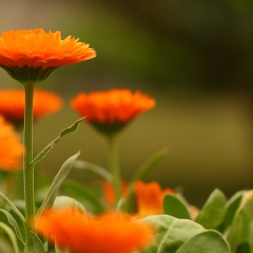 构图拍花