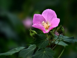 木芙蓉