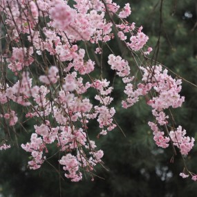 青龙寺垂樱2