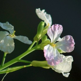 花儿