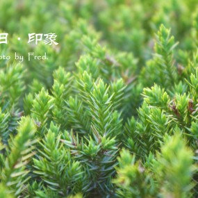 春日·印象