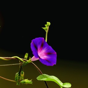 牵牛花组图一