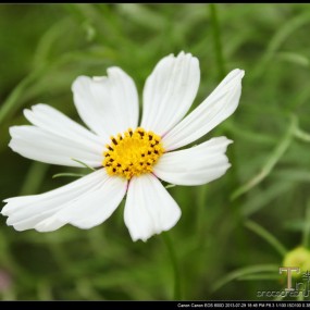 大明宫里的花