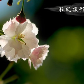 樱花几朵