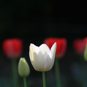 花灯