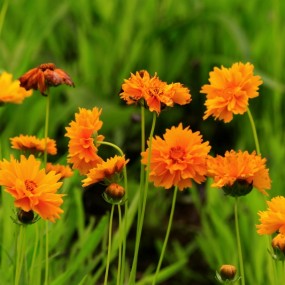 小花