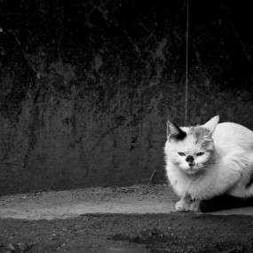 喵喵の猫