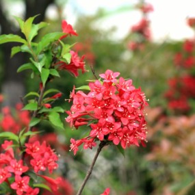 繁花似锦