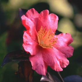 茶花