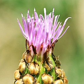小花