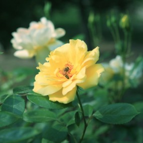 小花