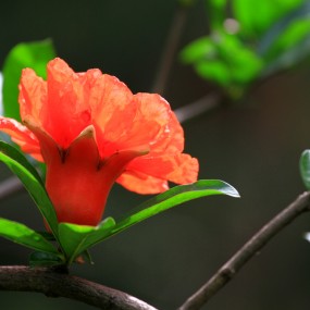 火红石榴花