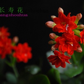 长寿花
