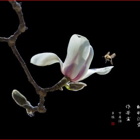 玉兰