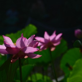 荷花飘香
