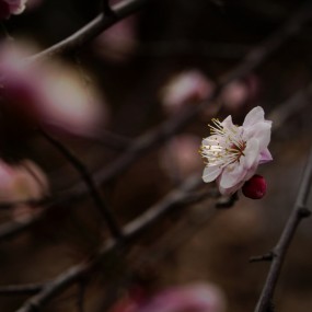 蛇年早春