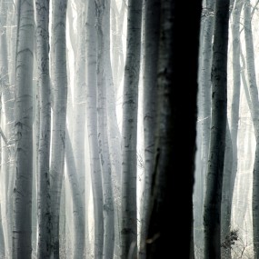 Winter　by Akos Major