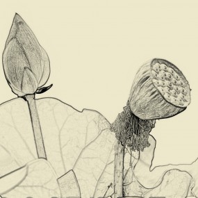 画意摄影（素描）