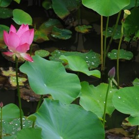 雨荷