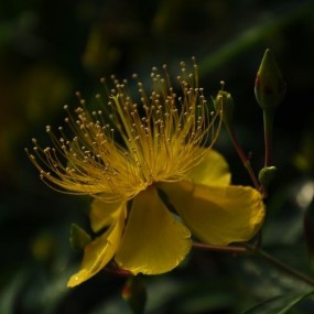 紫棘花