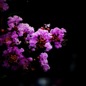 那些花儿