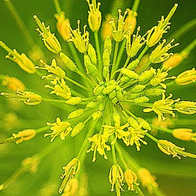随拍小花