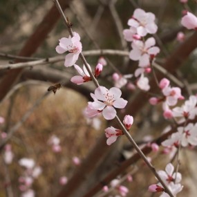 50 1.8 拍杏花
