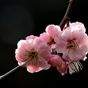 春暖花开