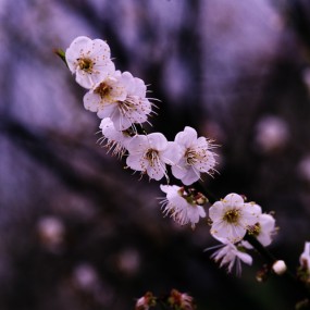香雪如梦