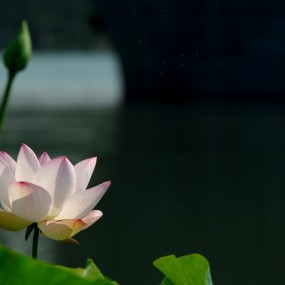 荷花最后一季