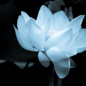 醉 荷