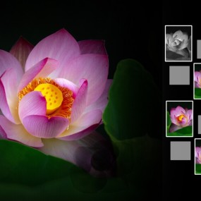 荷花