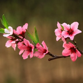 桃花韵