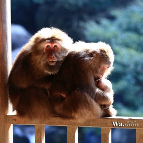 [猴年吉祥]