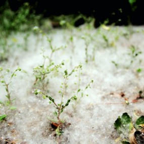 柳絮如雪