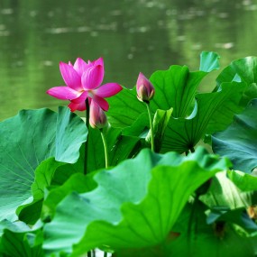 再拍夏日荷花