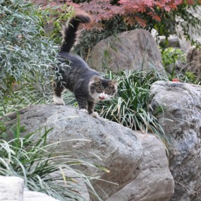 野猫