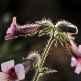 毛毛花