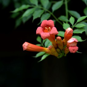 凌霄花