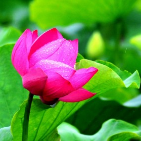 雨中绽放
